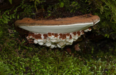 ADH_0669 Paddenstoelen.jpg