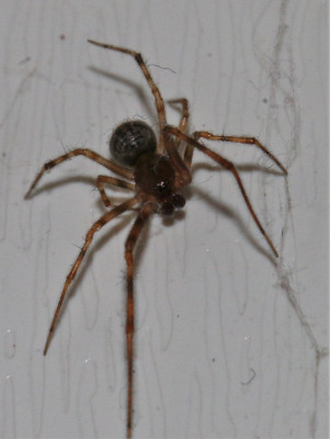 IMG_3935-2 Broeikasspin (Parasteatoda tepidariorum).jpg