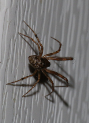 IMG_3937-2 Broeikasspin (Parasteatoda tepidariorum).jpg