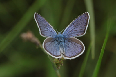 mannetje, 07-06-2018, Eifel