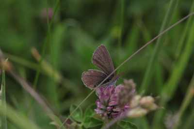 vrouwtje, 27-05-2018, Maastricht