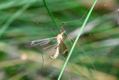 Tipula helvola