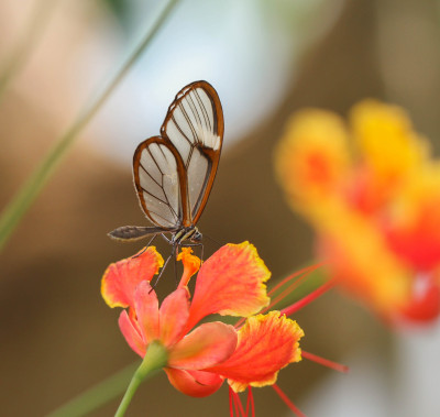 20160420_39 Butterfly, Bee & Dragonfly, Butterflying Around the World.jpg