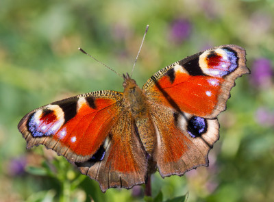 IMGL0316 Butterflying Around the World  Butterfly, Bee & Dragonfly Appreciation, Vlinders in Nederland, Vlinders en overige insecten.jpg