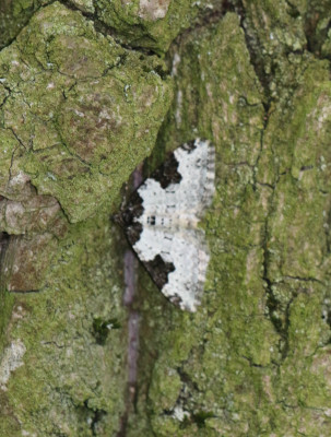 IMG_7782-2 Zwartbandspanner (Xanthorhoe fluctuata).jpg