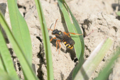 Bonte wespbij ♀