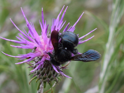 Blauwzwarte houtbij