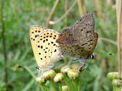 Bruine vuurvlinders