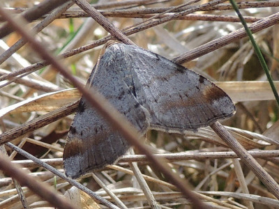Gerimpelde spanner