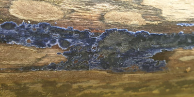 blauwe korstzwam (10).JPG