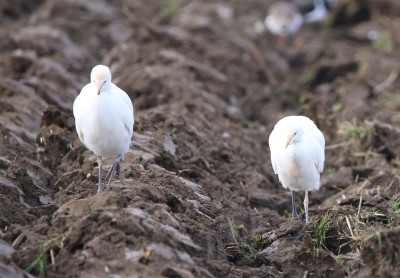 koereiger (8).JPG