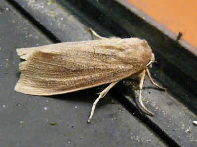 Herfstrietboorder