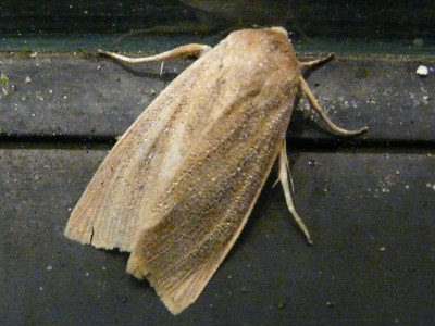 Herfstrietboorder