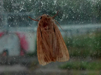 Komma-uil