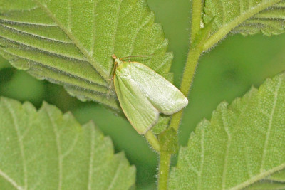 Groene eikenbladroller