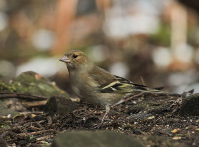 20130213_608 Waarnemingen.jpg