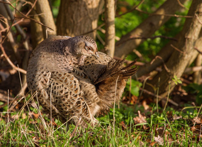 IMGL6794a Vogelaars natuur & vogelfotografie  Waarnemingen.jpg