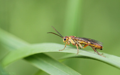 20160518_212 Insecten Macro.jpg