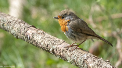 Roodborst    Onderste Caumer Heerlen     5 april 2021