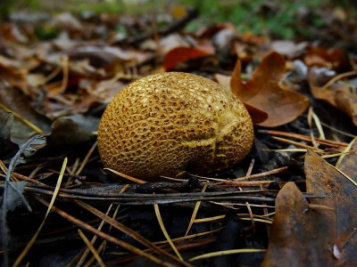 sized_gele aardppelbovist.JPG