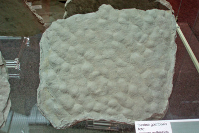 Fossiele golfribbels