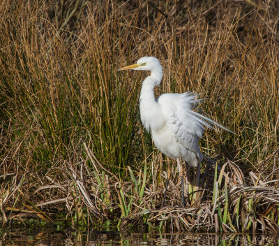 IMGL7234 Footo, Vogelaars natuur & vogelfotografie.jpg