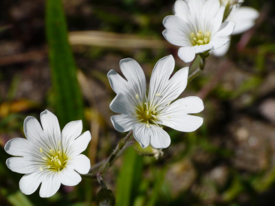 Akkerhoornbloem