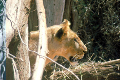Panthera leo, leeuw 8-1992 (2).jpg