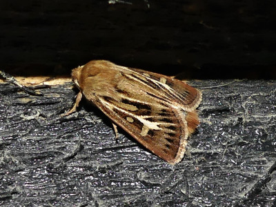 Bonte grasuil - Goede Gooier 290822 (2).JPG