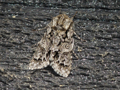 Goudhaaruil - Blaricumsehei 120522 (2).JPG