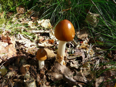 Roodbruine slanke amaniet