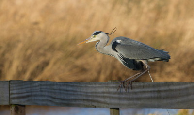 ADH_1134 fb,  Vogelvrienden-WANDELEN.jpg