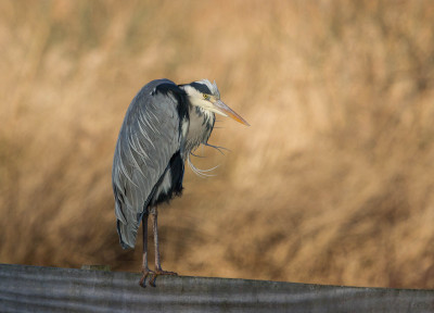 ADH_1122 fb-WANDELEN.jpg