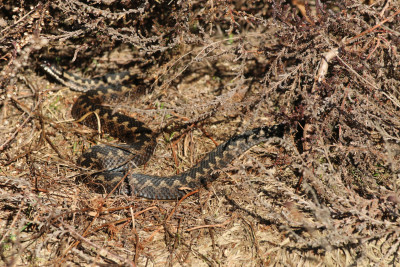 IMG_3136-2 Adder.jpg