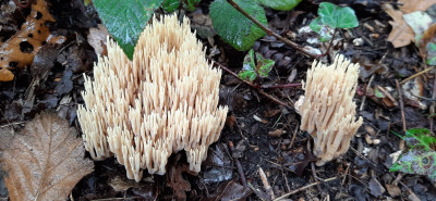 20201021_133809 Naaldboskoraalzwam (Ramaria eumorpha).jpg