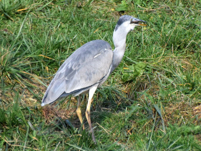 Reiger06_resize.jpg