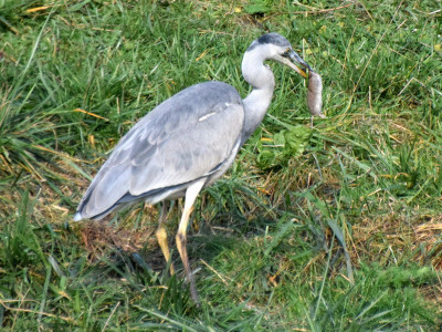 Reiger05_resize.jpg