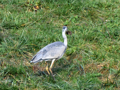 Reiger03_resize.jpg