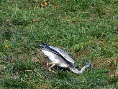 Reiger02_resize.jpg