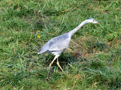 Reiger01_resize.jpg