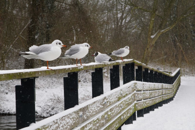 winterstafereel, met elkaar op de brugleuning