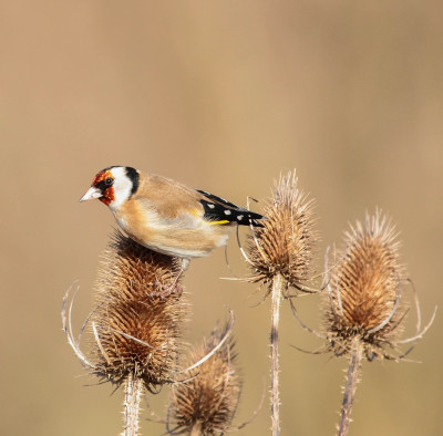 20130204_66 Vogelvrienden.jpg