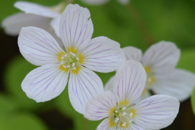 Witte klaverzuring