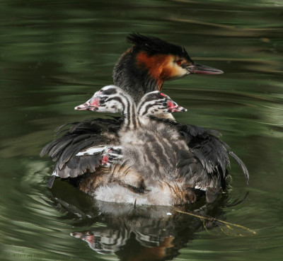 IMGL5179a Footo Vogelaars natuur & vogelfotografie Fotografen vogelvrienden echte vogelvrienden  Wonder Of Nature,  Fotografen.jpg