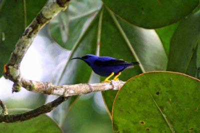 Cyanerpes caeruleus, Purperen suikervogel 21-07-2010 (1).jpg