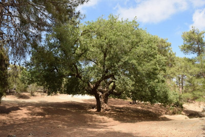 Quercus infectoria subsp. veneris