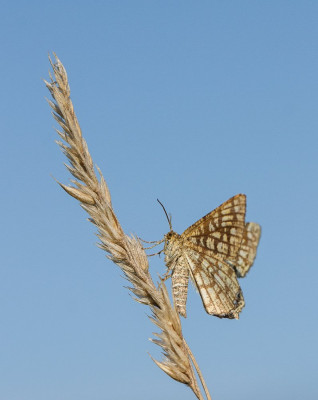 IMGL4610a Flora en fauna, fotografen, Vlinders in Nederland,  Butterfly, Bee & Dragonfly.jpg