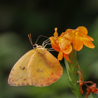 20160420_275  Butterflying Around the World.jpg