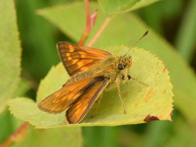 Groot dikkopje ♀