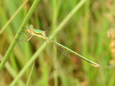 Tengere pantserjuffer ♀